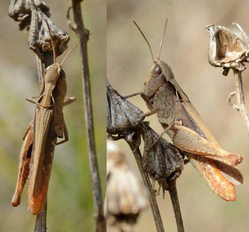 Réf. 241 633 : Chorthippus vagans vagans